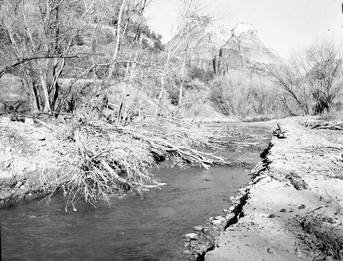 Cottonwood trees cut down by beaver near mouth of Birch Creek.