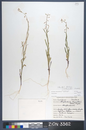 Herbarium Specimen Sheet 3362