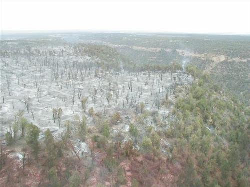 Aerial views of burned forest areas resulting from the  Long Mesa Fire, Mesa Verde National Park, August 2002