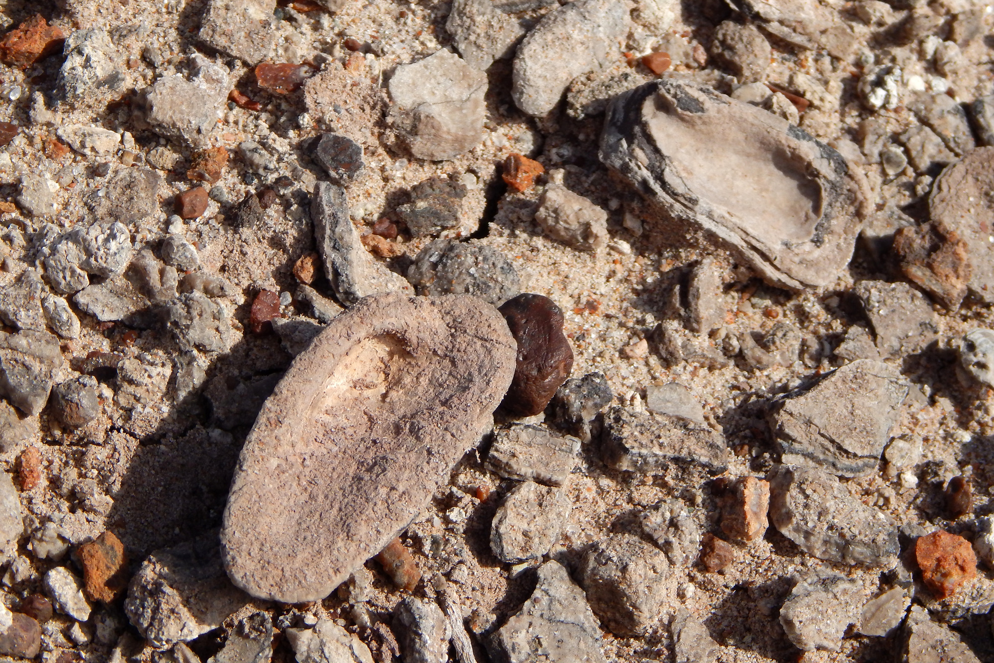 Freshwater Clam Fossils