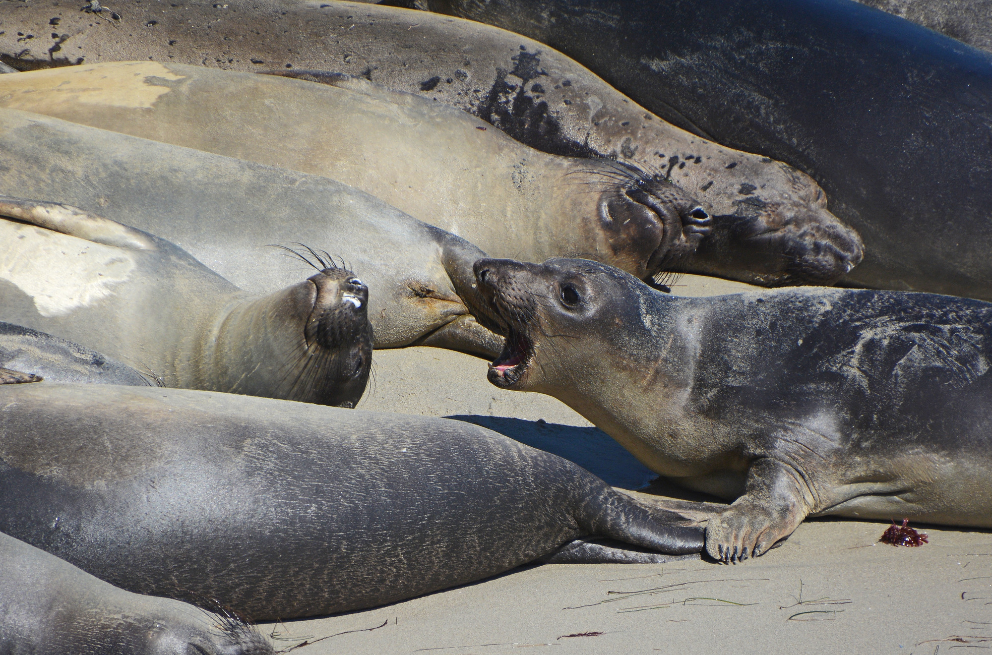 seals and sea lions laying on the coast