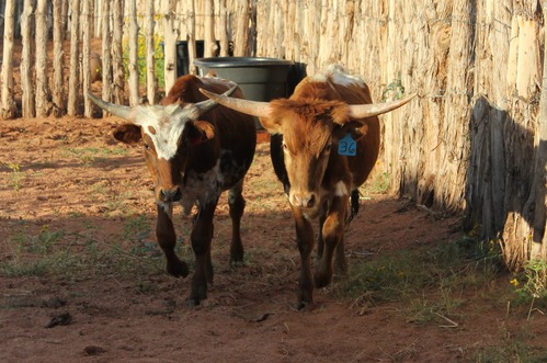 Two young longhorn cows are walking through greenery and dirt.