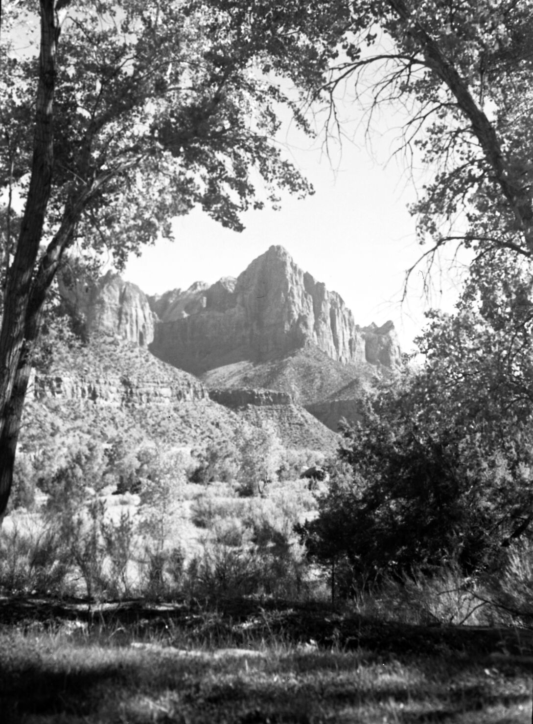 View of the Watchman framed by trees.