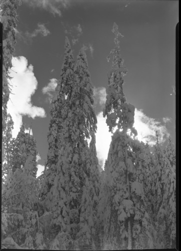 Snowcovered trees with red filter. Job No. 101.