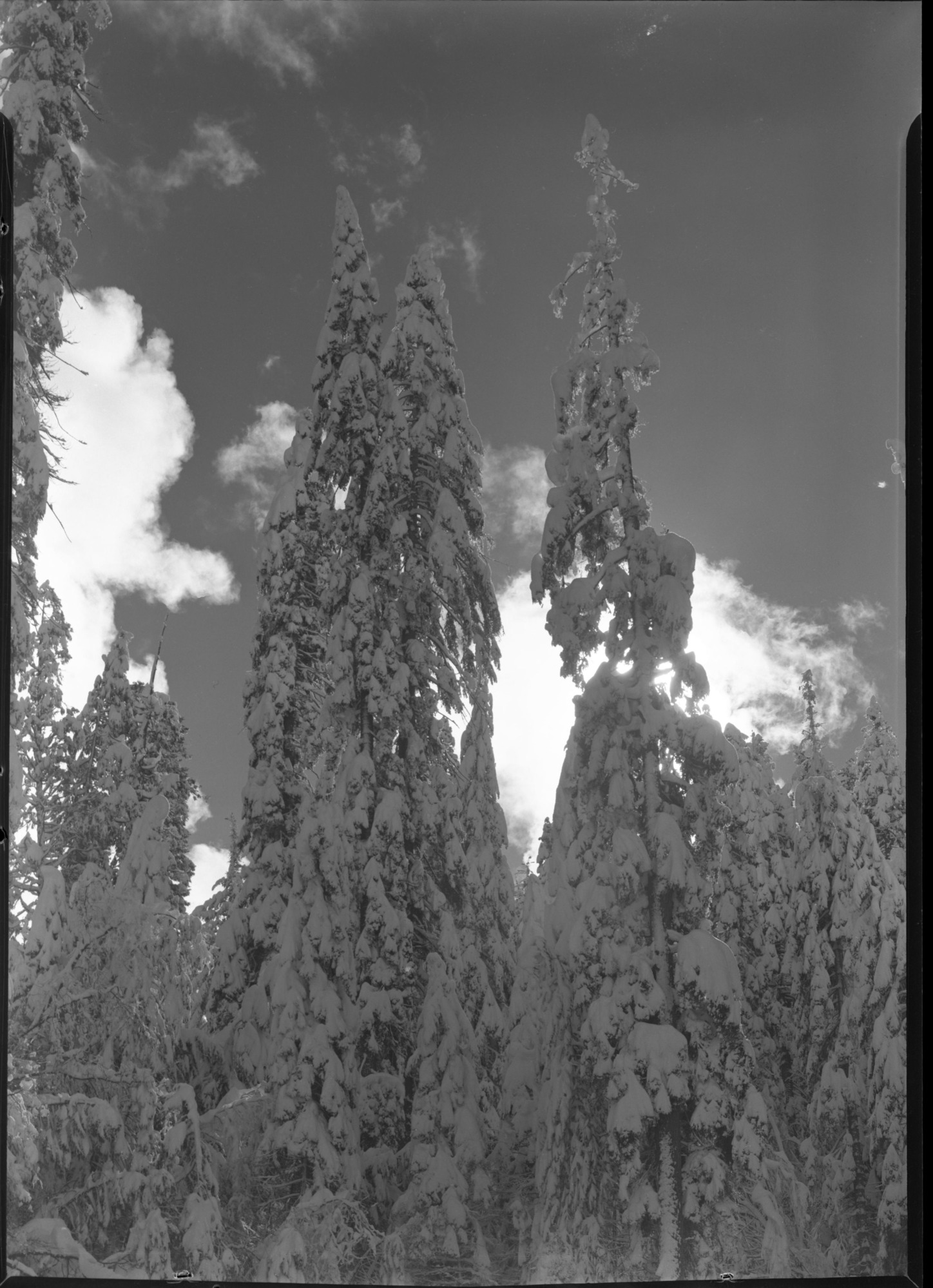 Snowcovered trees with red filter. Job No. 101.