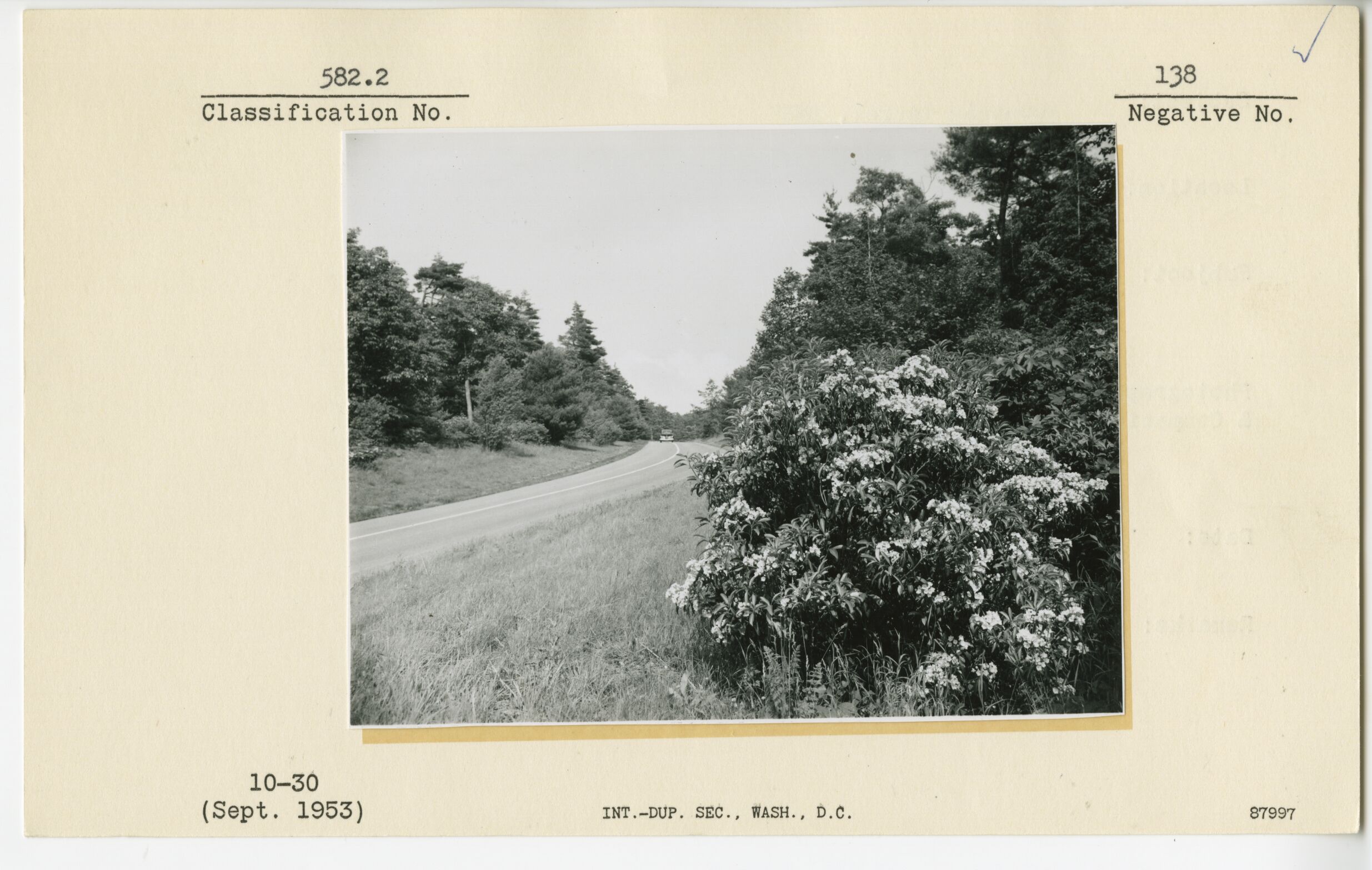 Mountain laurel along Parkway