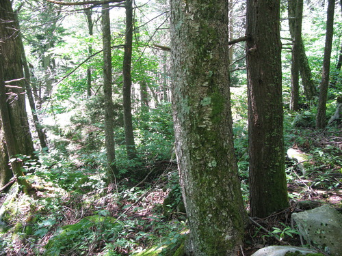 GRSM Accuracy Assessment. Plot Code: GRSM_AA_0417_5