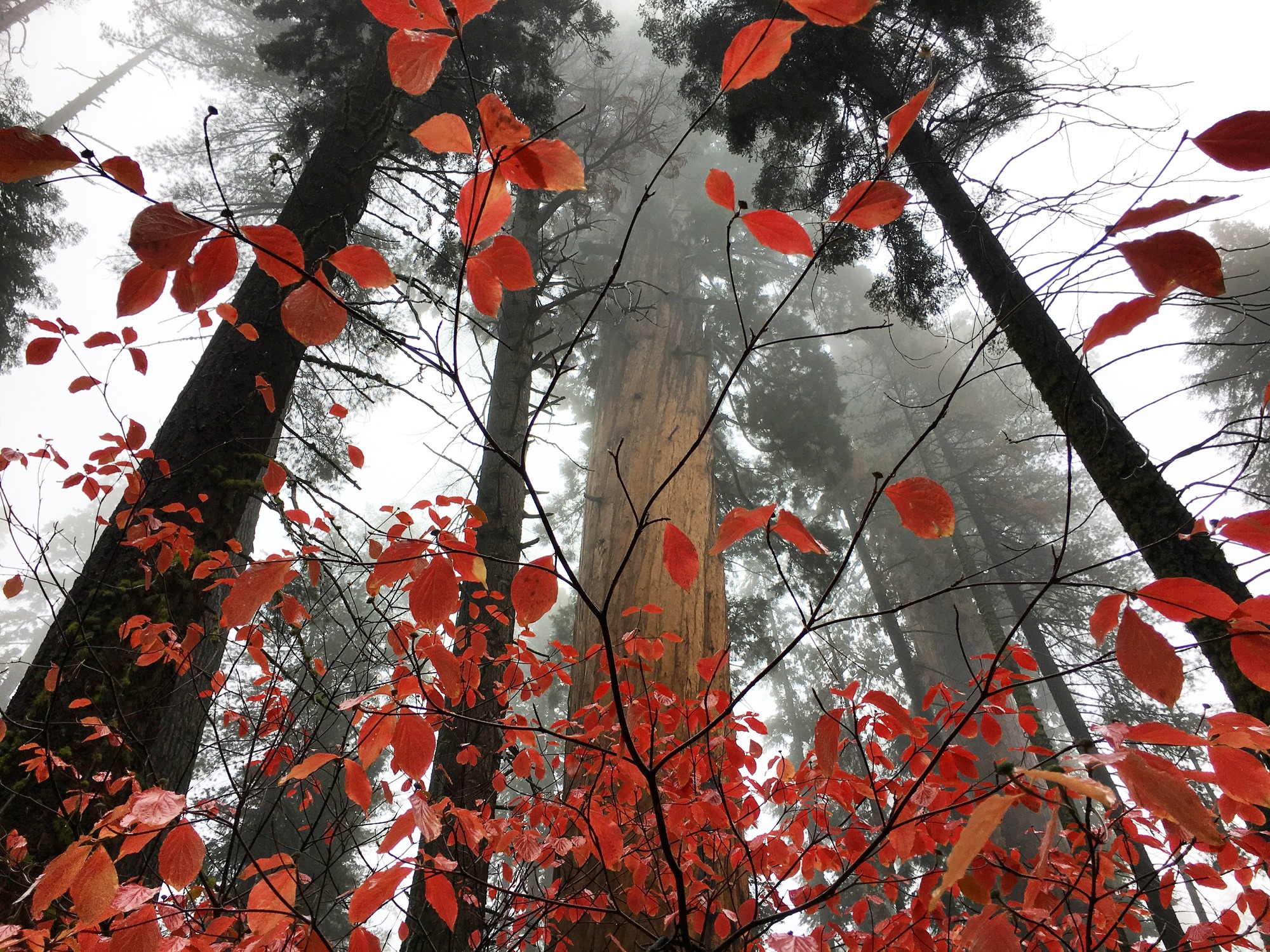 Tree leaves turn red on the floor of a foggy sequoia grove. 