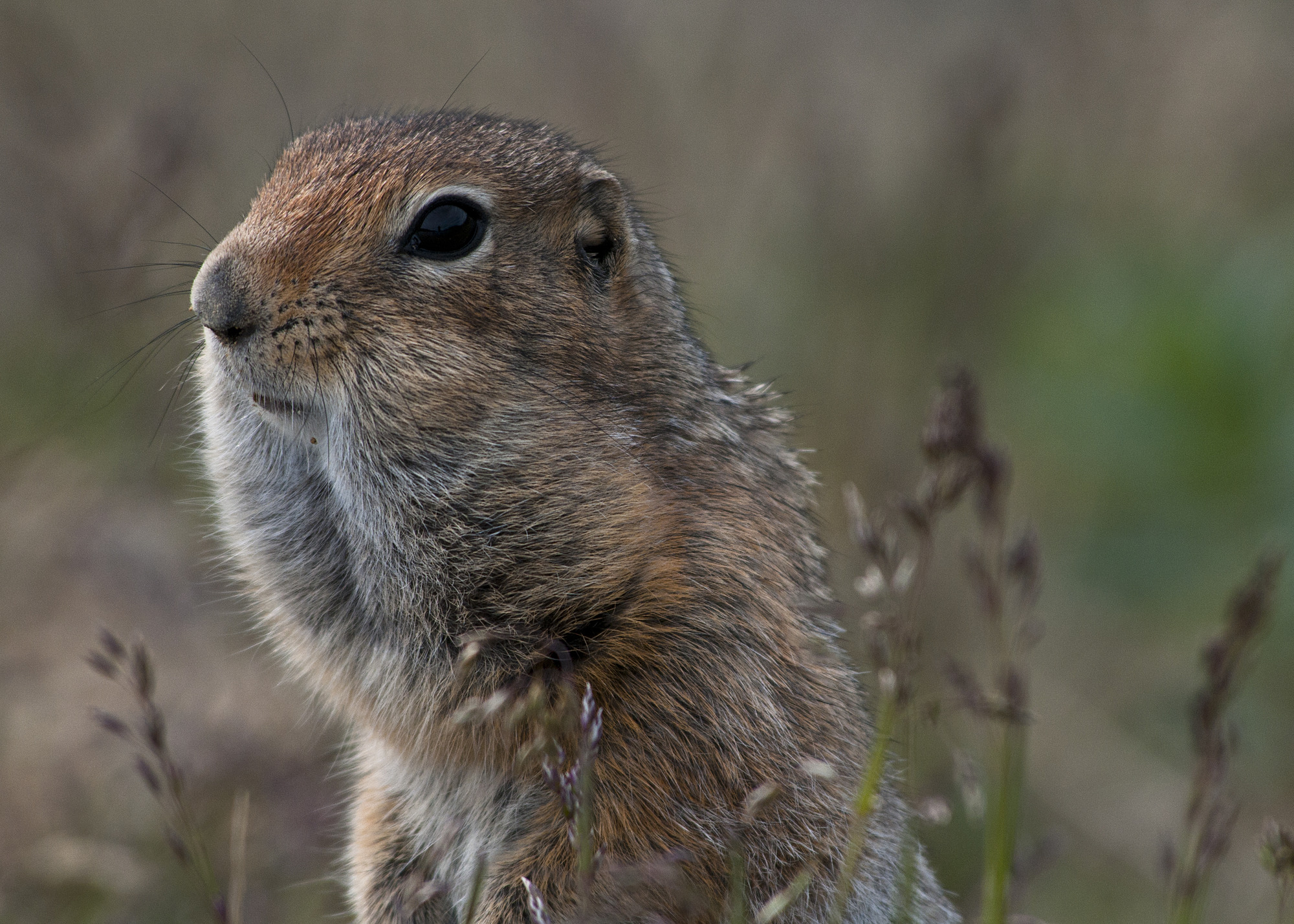 A ground squirrel with food stashed in its cheeks