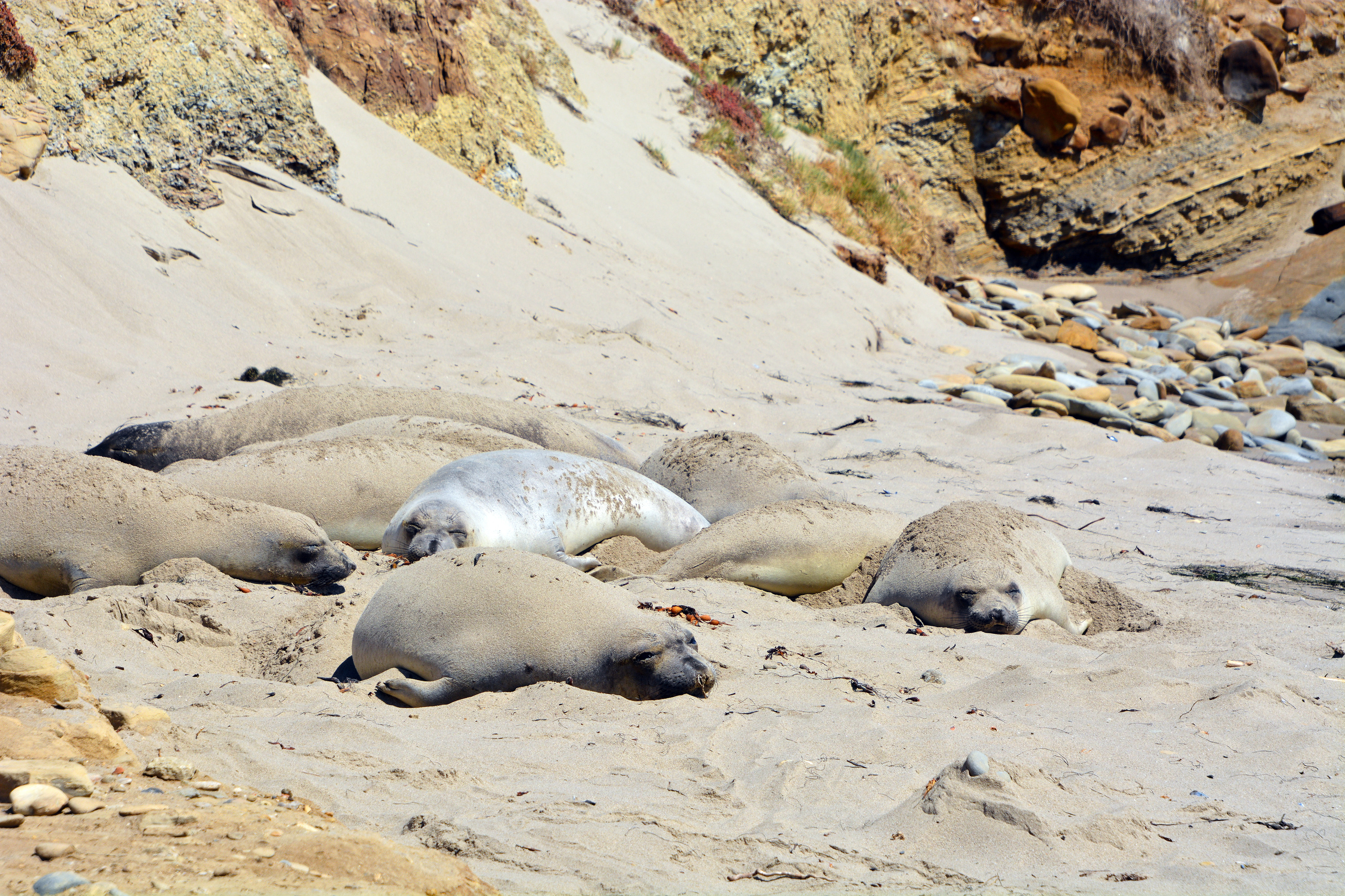 large slug like animals on sandy beach