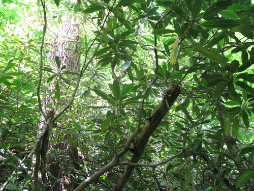 GRSM Accuracy Assessment. Plot Code: GRSM_AA_0920_5