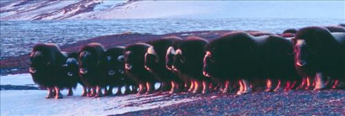 2  Muskoxen in Alaska