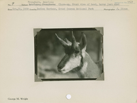 hfca_1607_iva_013_10_002_1747_a. Antelope [American Pronghorn]: Close-up, front view of head, horns just shed.. Locality: Indian Gardens, Grand Canyon National Park. Negative #: 1747
