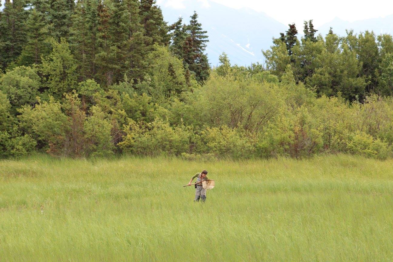 KATM Dragonfly photos