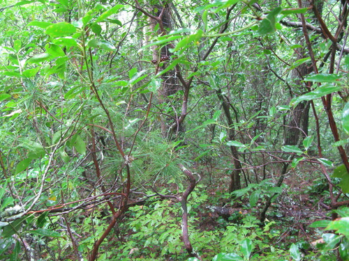 GRSM Accuracy Assessment. Plot Code: GRSM_AA_0212_4