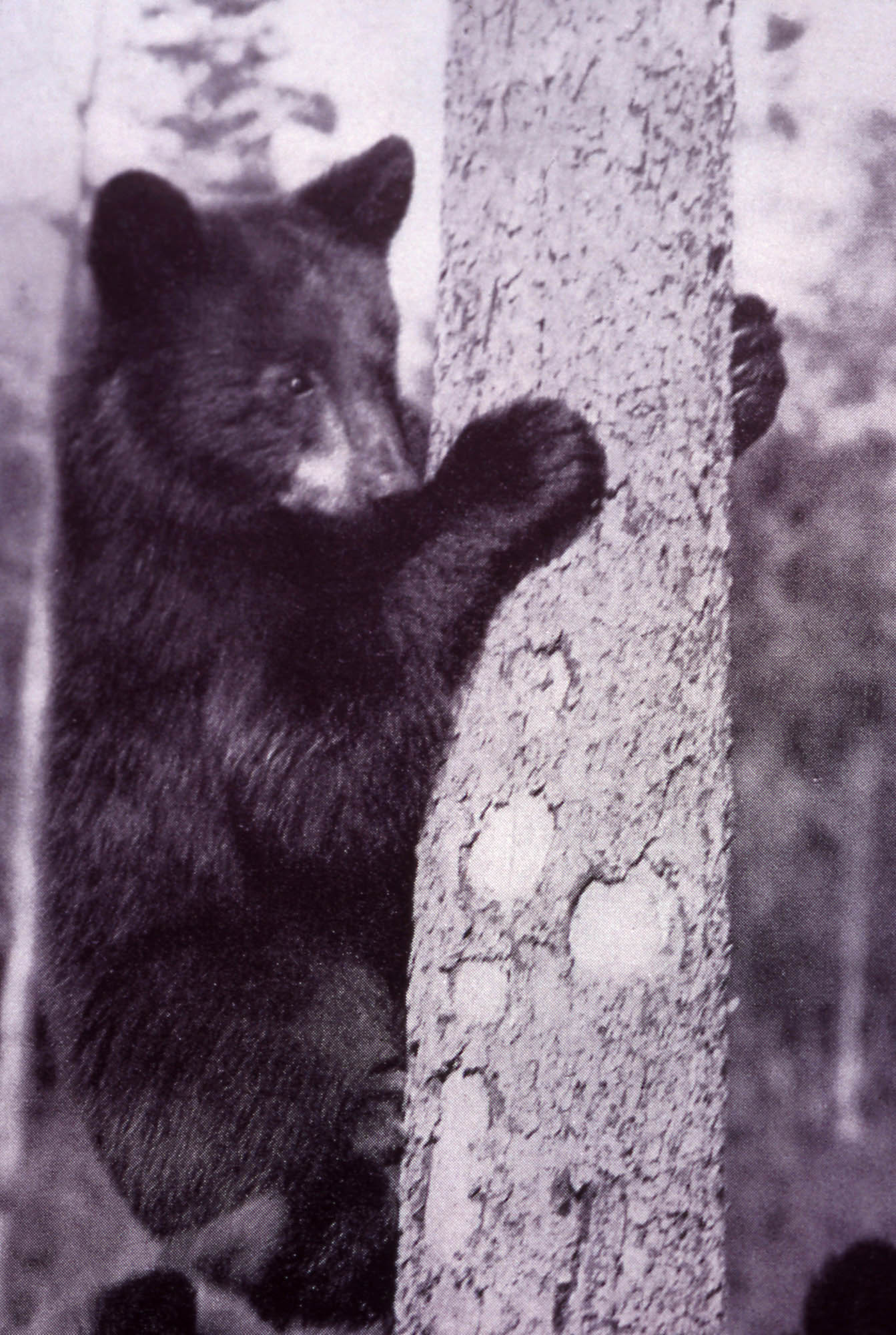 Close up of black bear cub climbing tree
