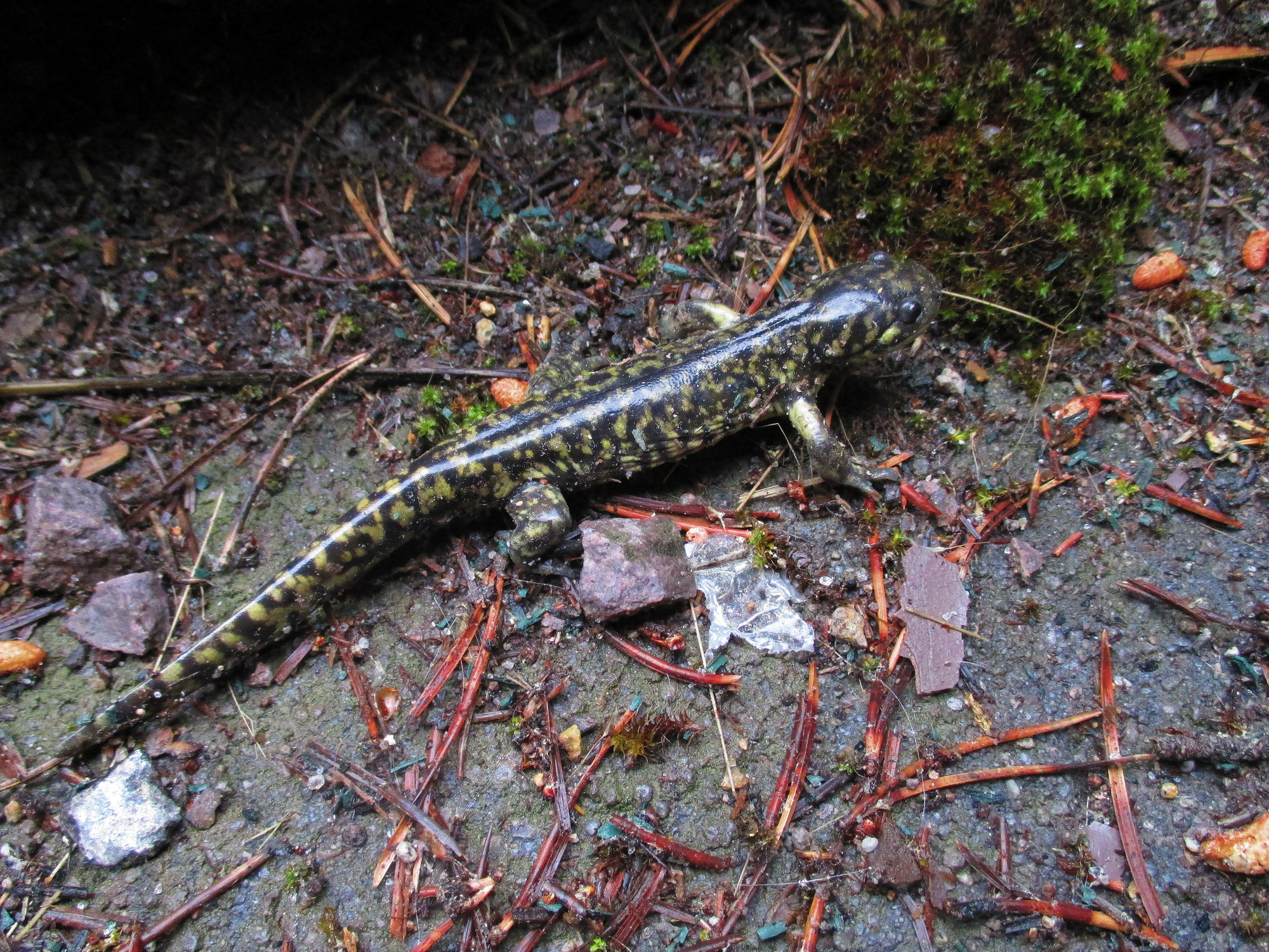 Yellow and black salamander moves across the ground and fallen pine needles