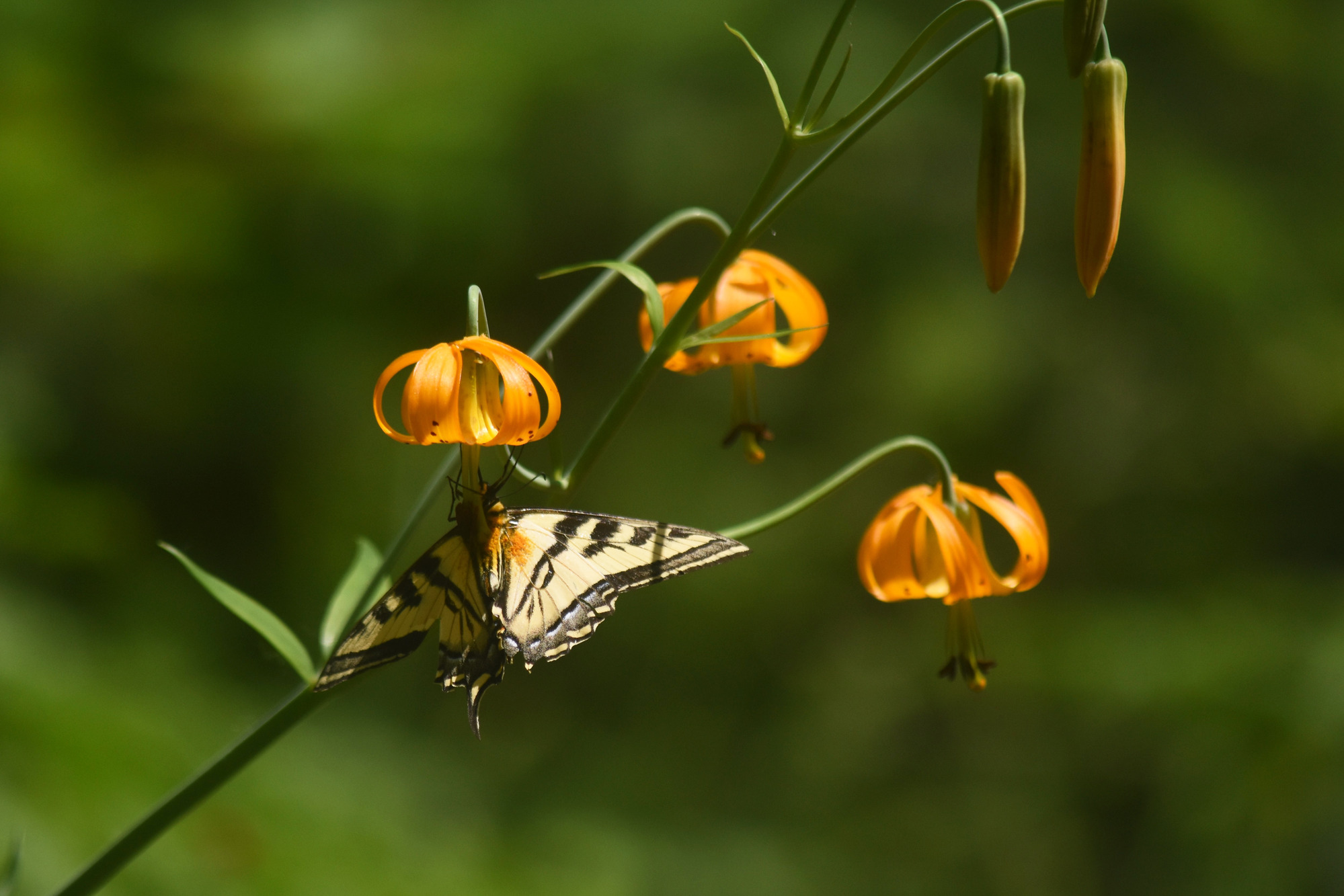 A yellow and black patterned butterfly hangs upside down from orange lilies.