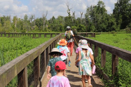 Children walk along a wooden boardwalk through a green wetland, led by an adult under a blue sky.