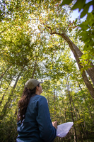 A biologist holds an iPad and papers and gazes up at the trees with her back to the camera