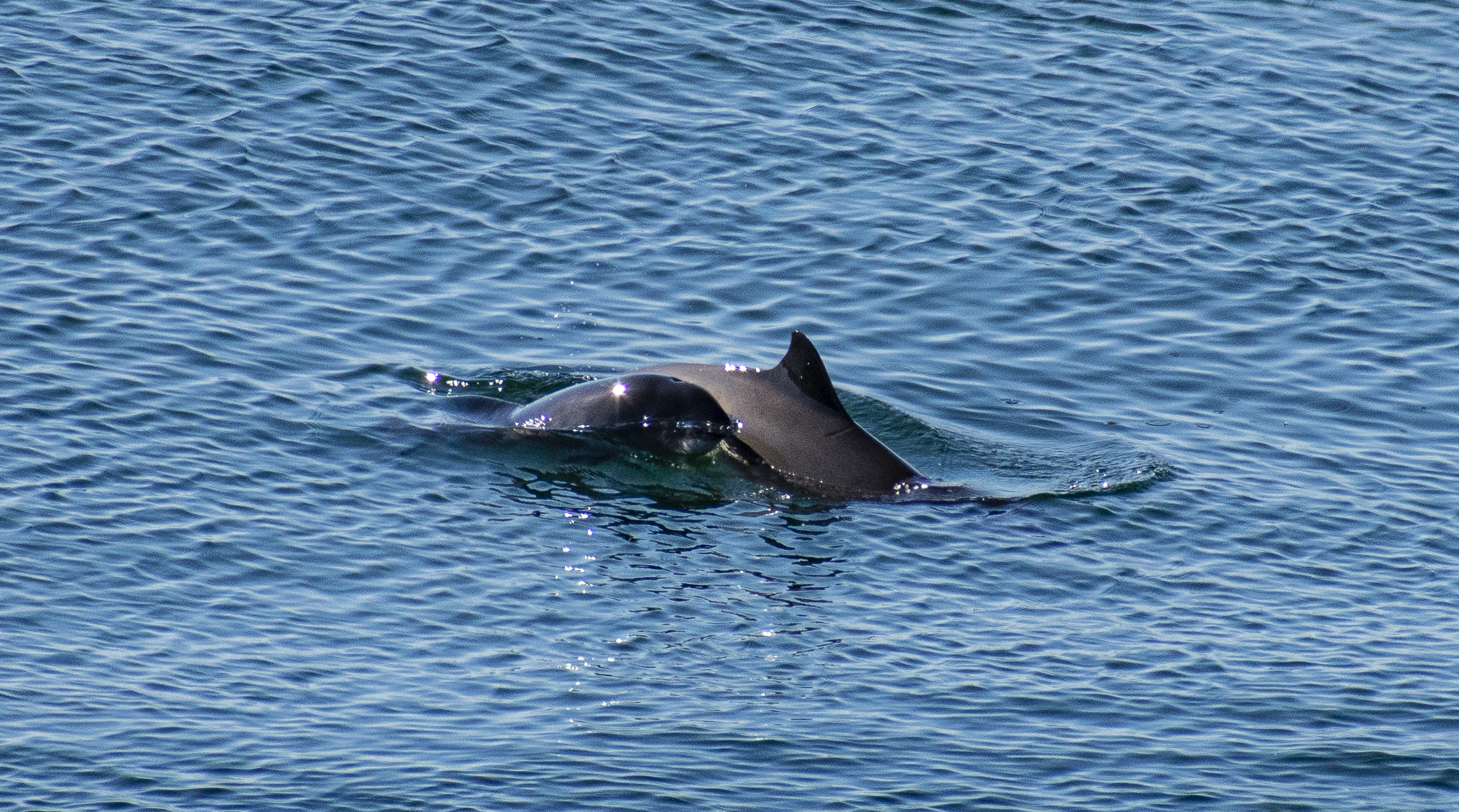 Back and fin of a bottle-nose dolphin in the water