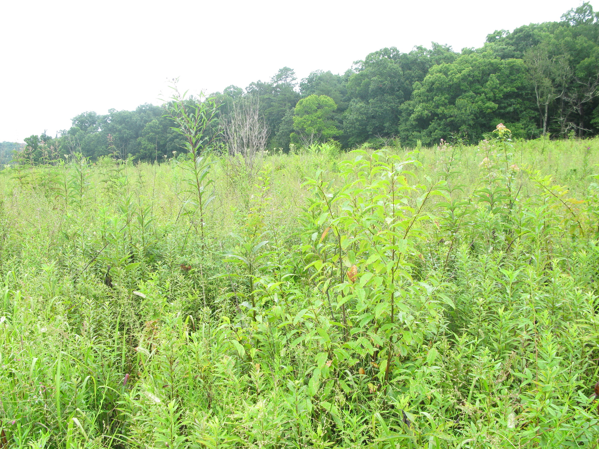 Plot Code: GRSM_AA_0465_5