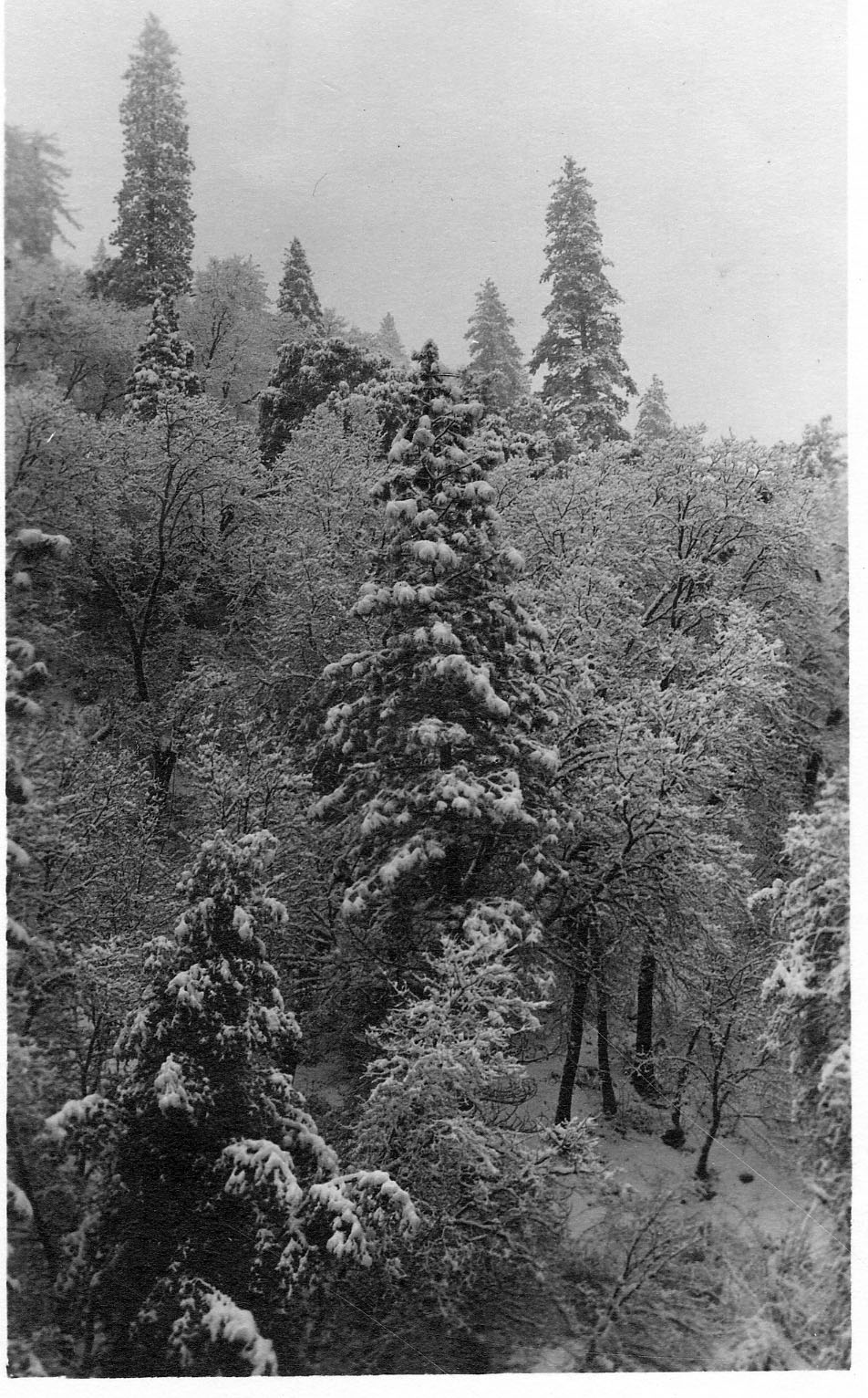 Trees covered in snow
