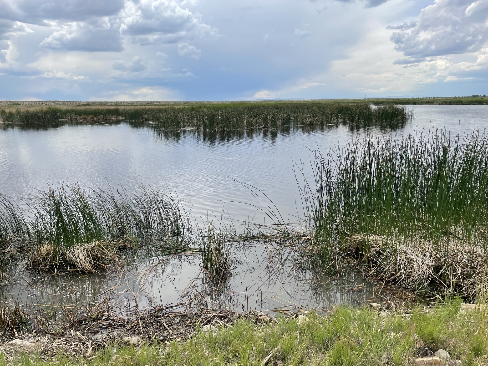 Clear wetland pool. Emergent vegetation around the perimeter. Overcast skies.