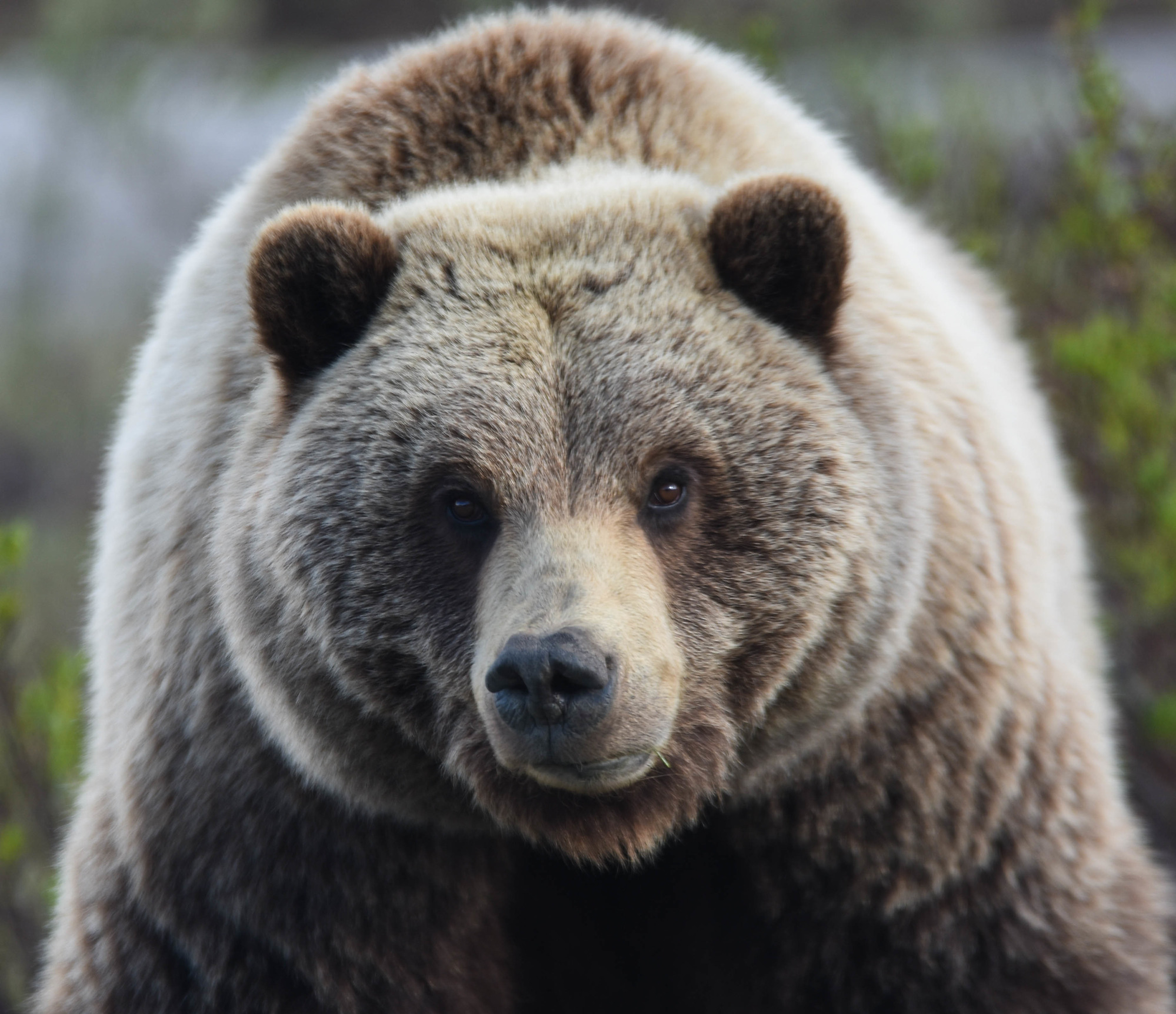 A female grizzly bear