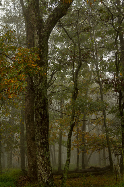 A tall straight tree trunk on left contains a few yellow leaves that have begun to turn color for fall.