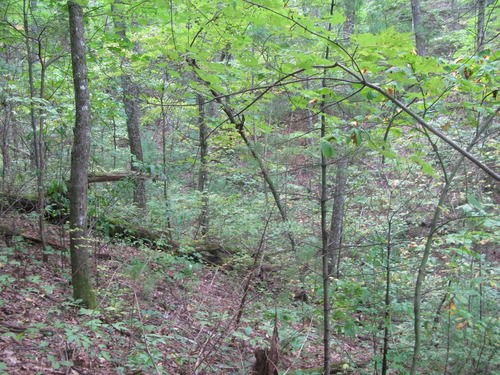 GRSM Accuracy Assessment. Plot Code: GRSM_AA_0415_6