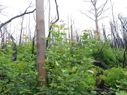 GRSM Accuracy Assessment. Plot Code: GRSM_AA_0818_2