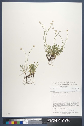 Herbarium Specimen Sheet 4776