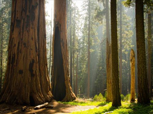 Giant sequoia trees in Sequoia and Kings Canyon National Park, California