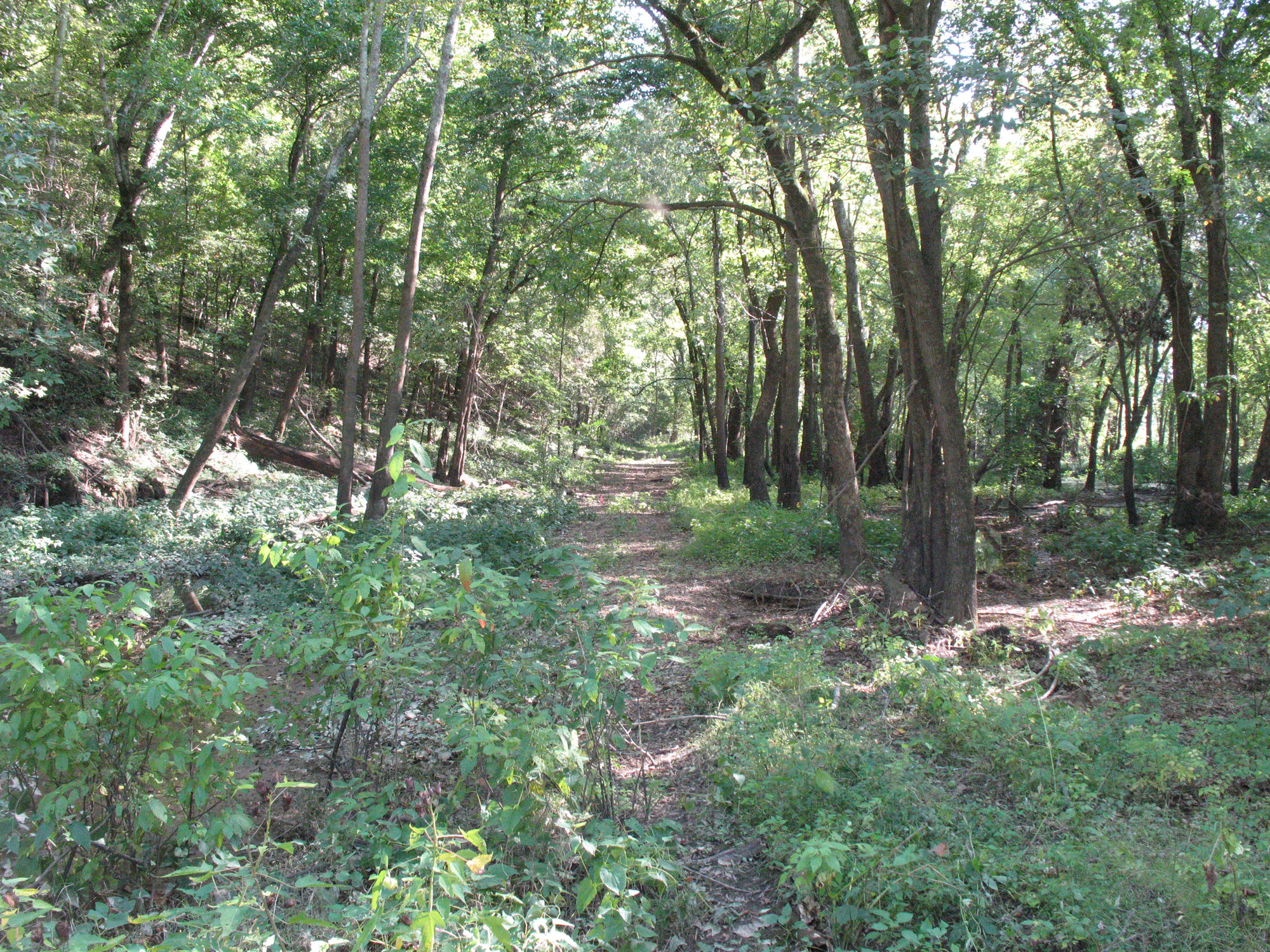 A dirt trail in a wooded area.