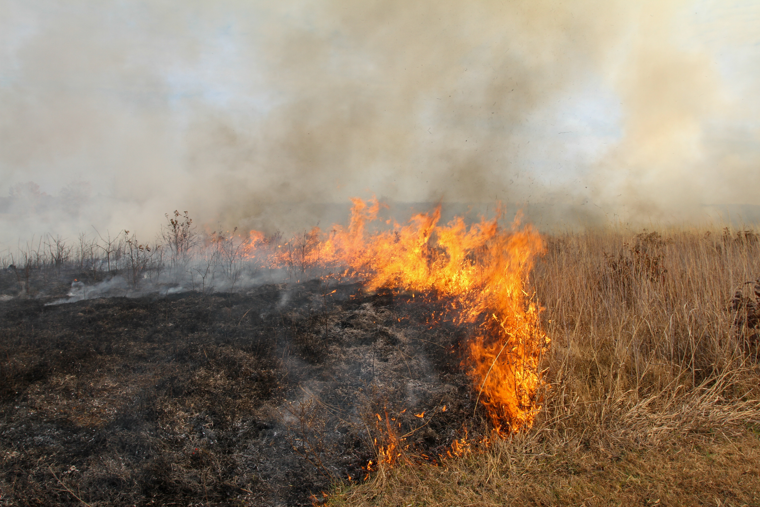 Prescribed fire burns and smoke rises from burned area