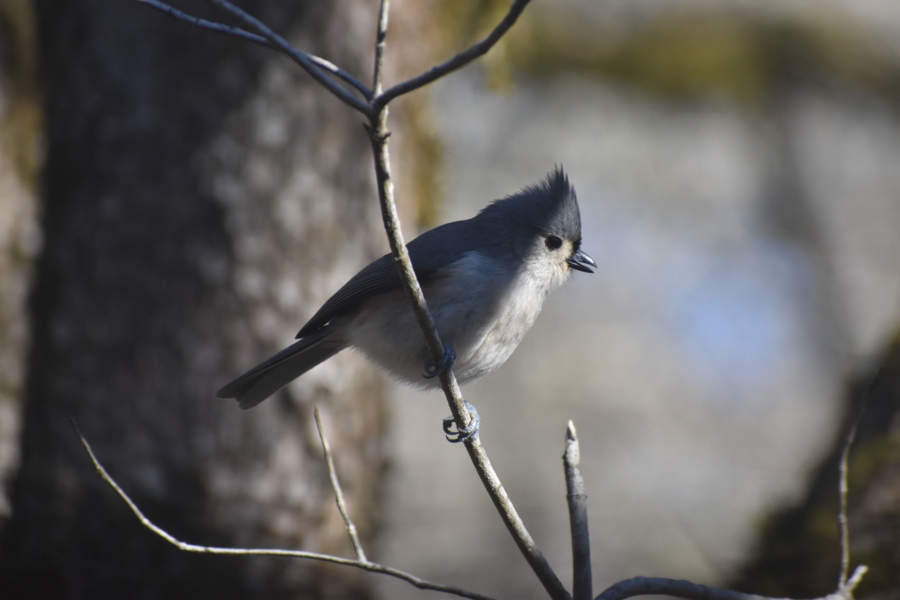 Tufted titmouse standing on a branch