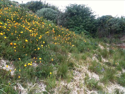 Fort Point East Battery Plant Restoration - Spring 2013