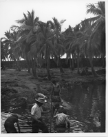 A black and white image of Ed Ladd, a Pacific Archeologist, with five Youth Conservation Corps members cleaning the royal pond at Puʻuhonua o Hōnaunau National Historical Park. Ladd and the five members are pictured towards the bottom left corner of the image. They are inside the pond with the water up to their knees. Ladd is at the front of the group looking behind him. He is wearing a hat, short sleeve shirt and pants. He is holding a walking stick in his left hand. One YCC member is to the right of him and three are to the left. Three of the members are squatting down picking up debris under the water. The fourth member is close to the edge of the pond holding a wheel barrel full of dirt. In the background there is a line of palm trees followed by a lava rock wall. There is a boy emptying a wheel barrel towards the center right side of the image.