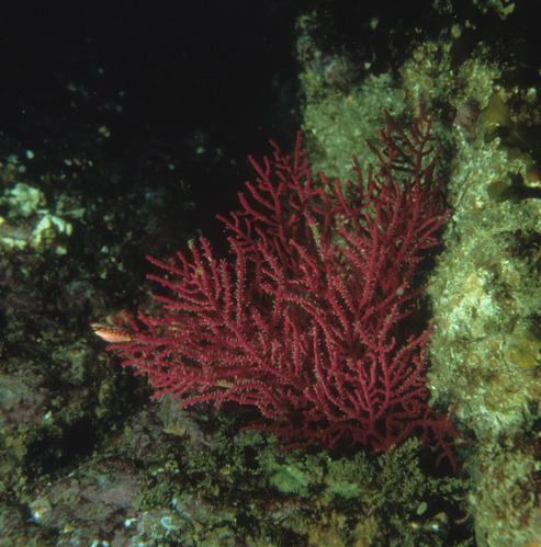 Purple Gorgonian