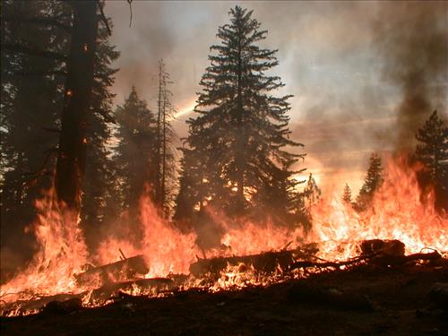 Giant wildfire used for resource benefit, Sequoia and Kings Canyon National Parks, summer 2003