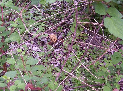 Protecting Resources: Sustaining Wild Mushrooms in Four NCR Parks - Photos from University of Arkansas led study