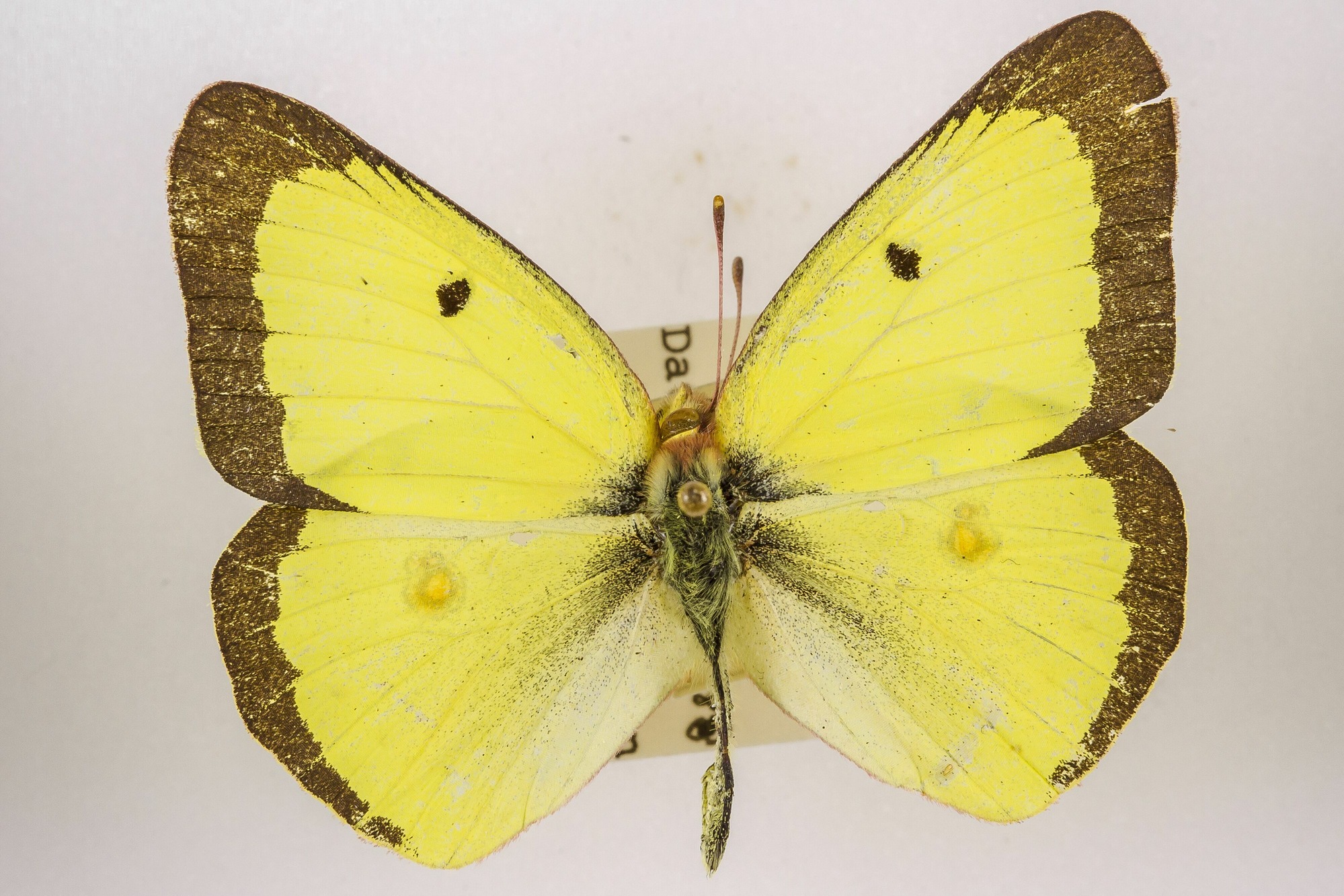 Image of Colias philodice, a species of Animalia