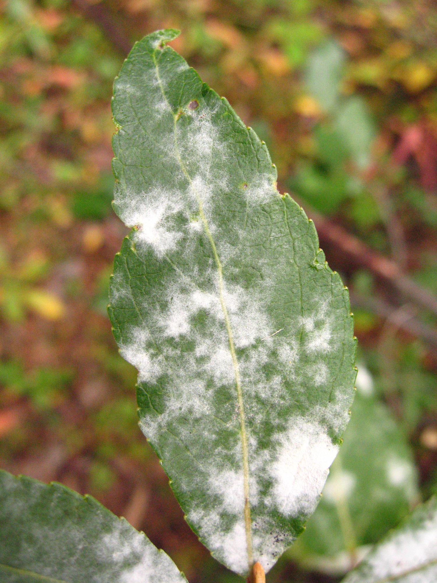 whitish mold growing on a green tree leaf