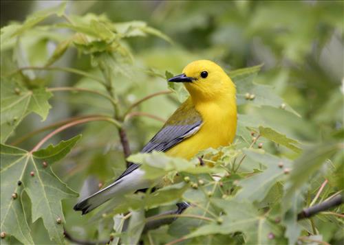 Blue-winged, yellow, yellow-rumped and prothonatory warblers in Cuyahoga Valley National Park