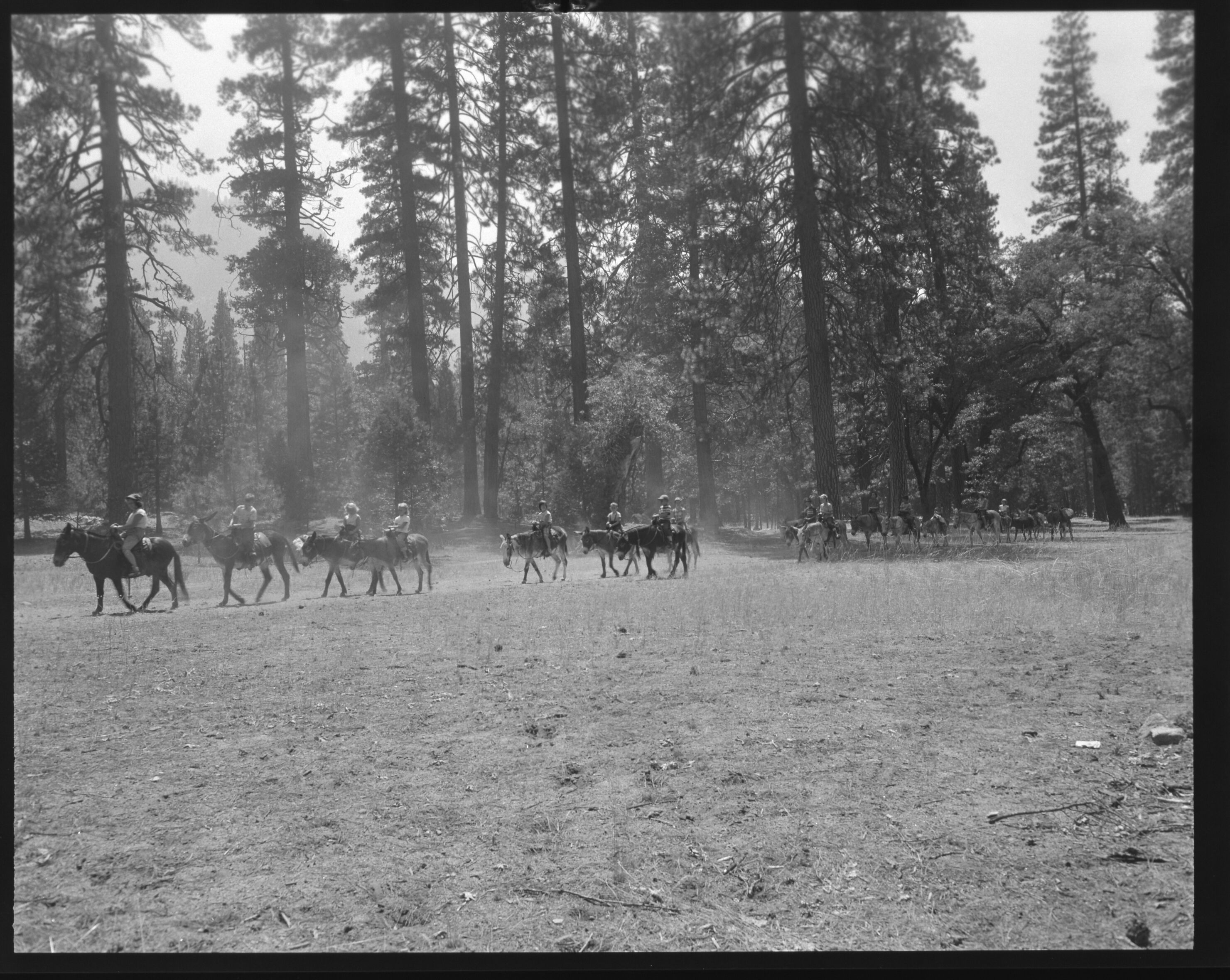 Burro ride in Yosemite Valley.