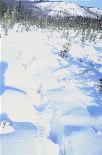 Moose Browse Collection, Yukon-Charley Rivers, 2003 2