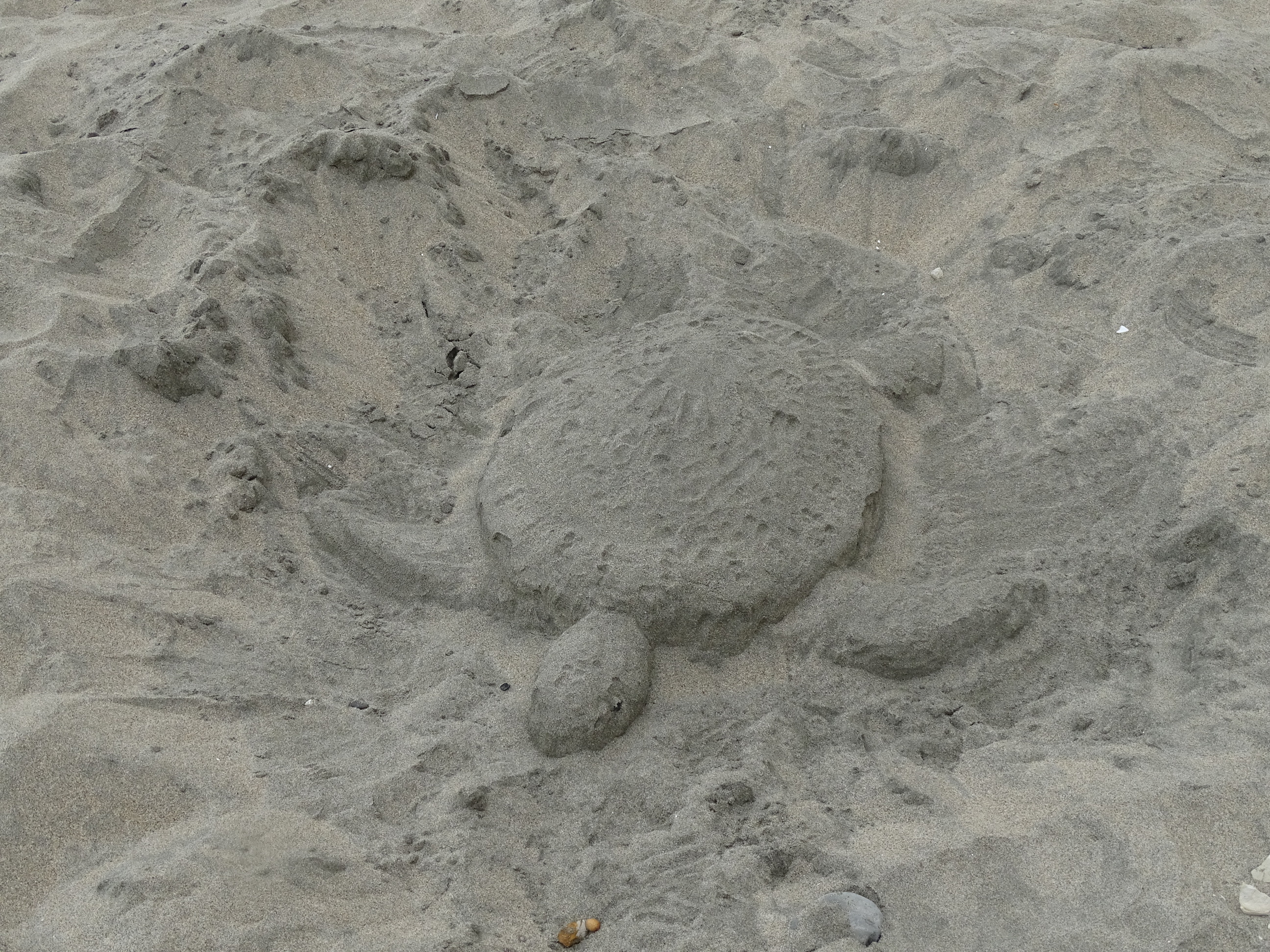 A small sand sculpture of a sea turtle.