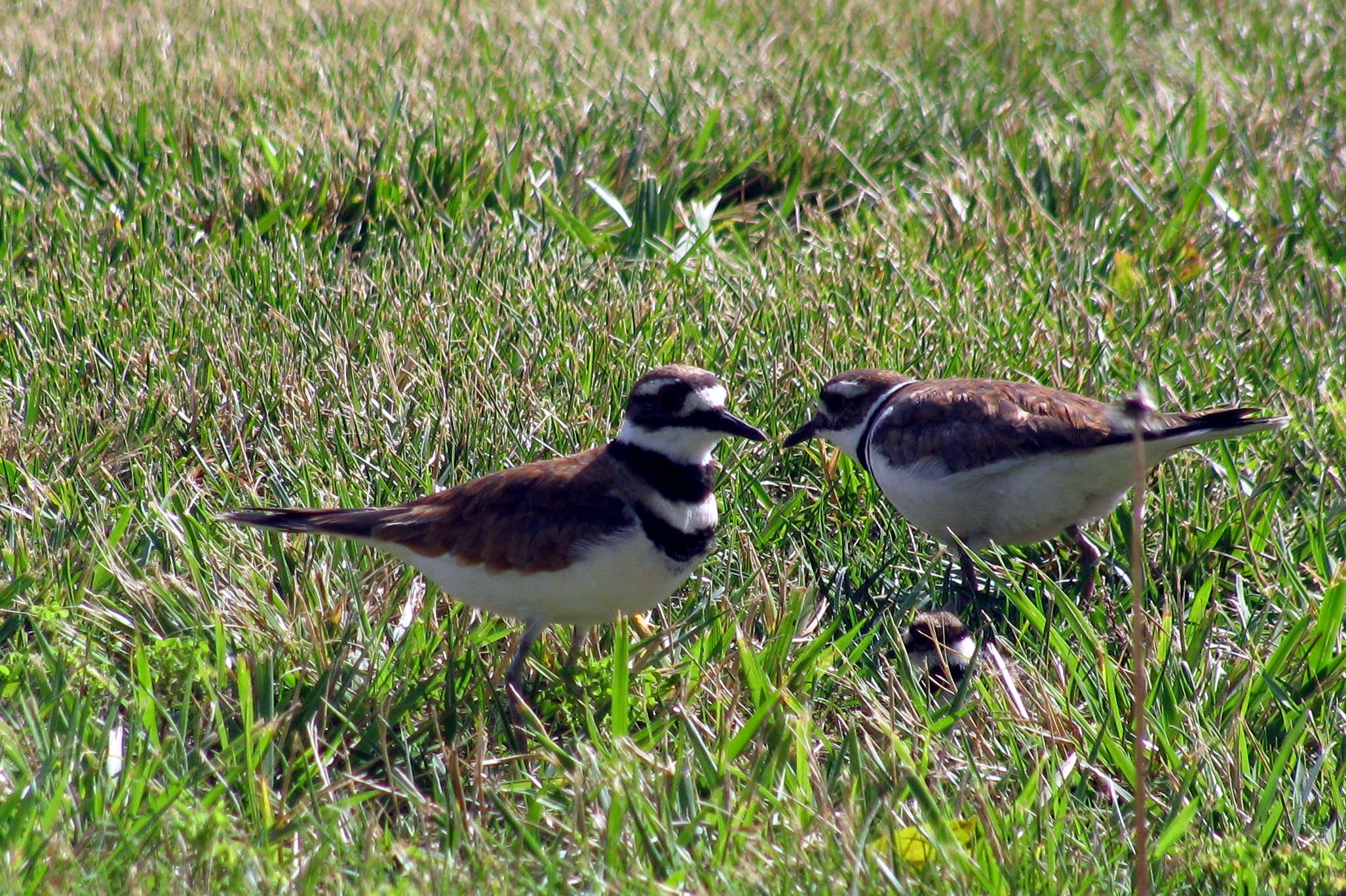 Image of Charadrius vociferus, a species of Bird