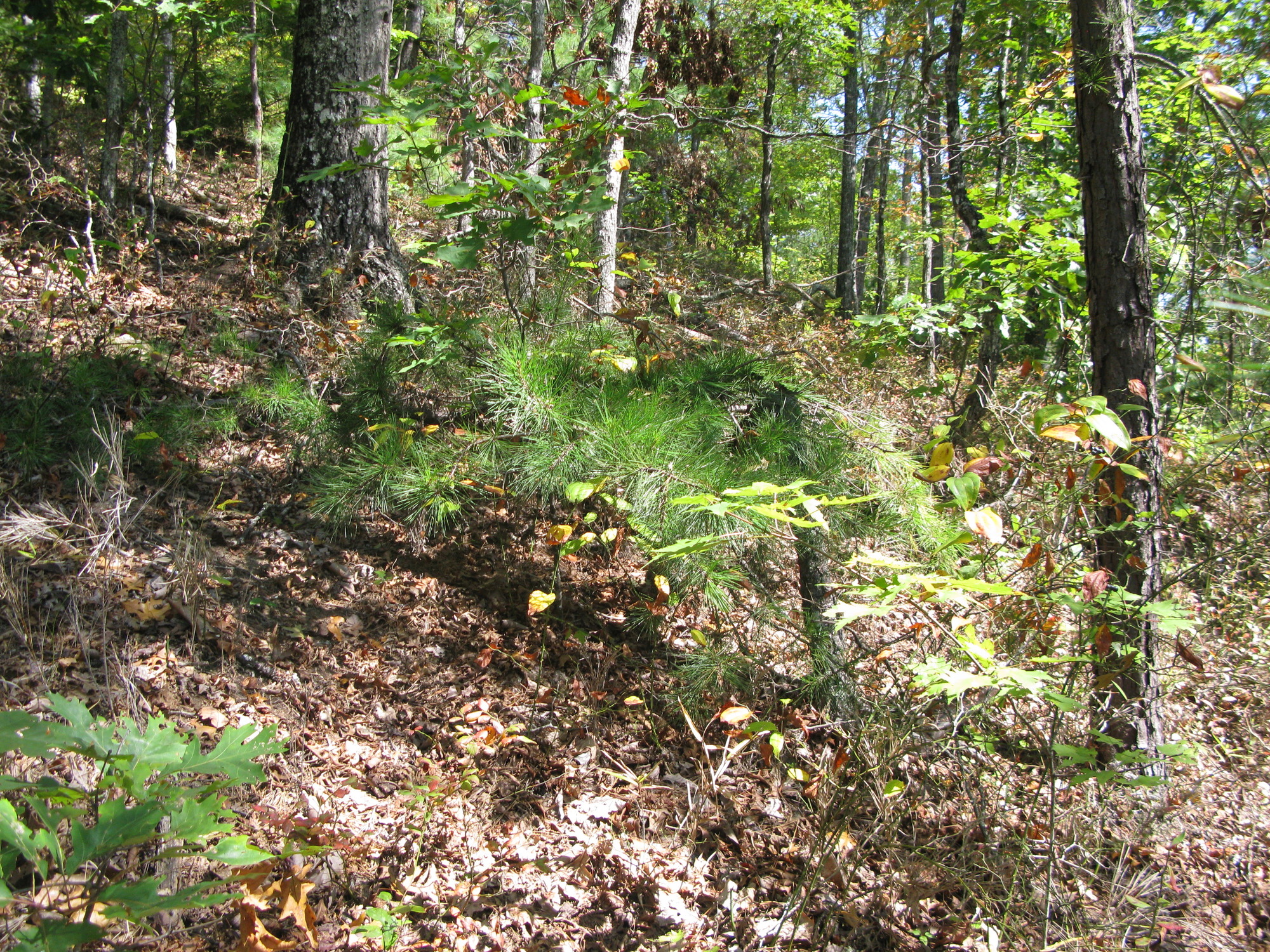 GRSM Accuracy Assessment. Plot Code: GRSM_AA_0234_3